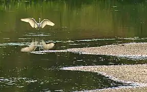 Great egret in Bitsa Park, Moscow, Russia