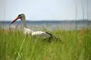 White storks danube