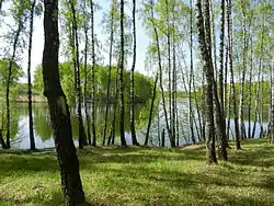 Birch grove near Vyahori, Roslavsky District