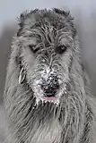 Frontal of Irish Wolfhound