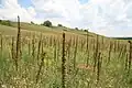 E. sp. - stand of plants in fruit, nature reserve, Luhansk Oblast Ukraine