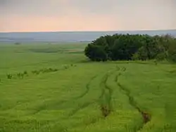 Flax field, Kochubeyevsky District