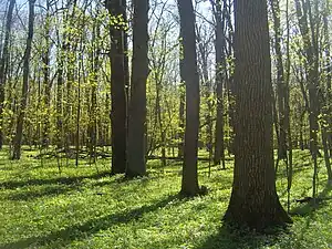 Belogorye Zapovednik