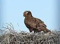 State Bird of Kyrgyzstan