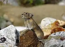 Brown pika