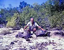 Image 15Aldabra giant tortoise from the islands of the Aldabra Atoll in the Seychelles (from Indian Ocean)