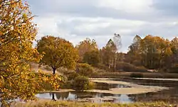 Lime trees near Pervomayskaya, Shumyachsky District