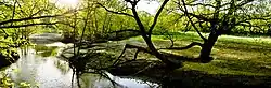 Forest in Lopatinsky District