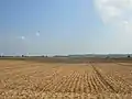 Field in Novo Selo