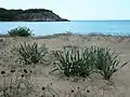 Sea daffodils growing on Silistar Beach