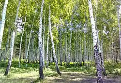 Singulsky Forest, Yalutorovsky District