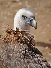 A bird with brown feathers looks to its right. It has a mass of brown color plumage at the base of its neck.