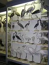 Mounted herons