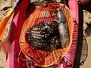 Tar that has accumulated in underwater debris in Rosh Hanikra