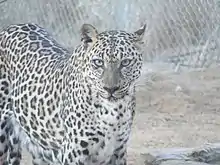 Image 19The critically endangered Arabian leopard (from Wildlife of Yemen)