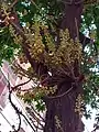 Inflorescences with flowers in bud (Dhaka, Bangladesh)