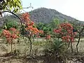 Palash in bloom