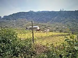 Farmlands of Kadavari