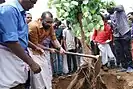 Transplanting / Tree transplantation in Kerala