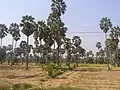 Toddy palm trees of Phetchaburi