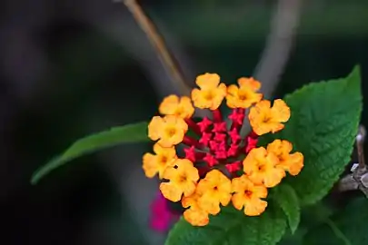 Ring of yellow flowers