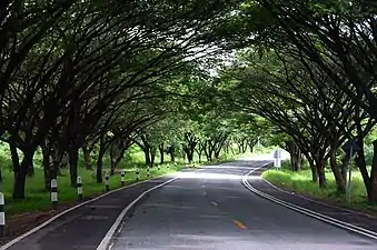 Tree Tunnel in SUT