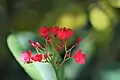 Jatropha integerrima Jacq. in Thailand