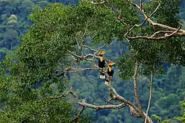 Hornbills