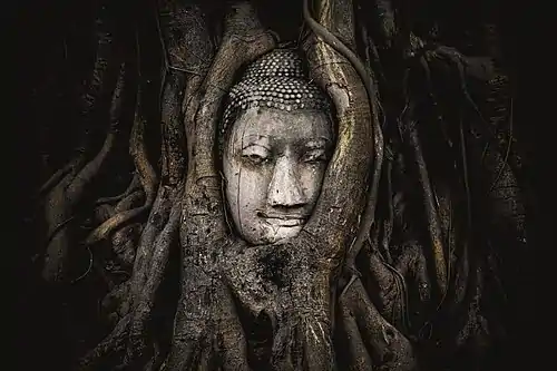 Fig tree roots overgrowing a sandstone Buddha statue, near Wat Maha That in Ayutthaya province, Thailand