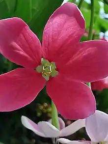 Flowers: small, cream corollae surrounded by large pink sepals