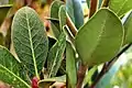 The veins of the leaves are obvious and special.