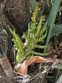 Bracts (Buds are edible).