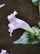 Side view of flower