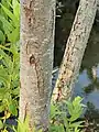 Bark of a young plant