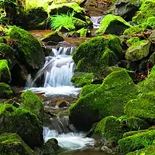 Moss on the Unazawa River