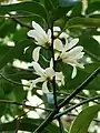 Michelia compressa var. lanyuensis. In 2000, it was published as endemic to Taiwan.