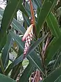 The inflorescence of  Alpinia zerumbet protected by two bracts before flower bloom.