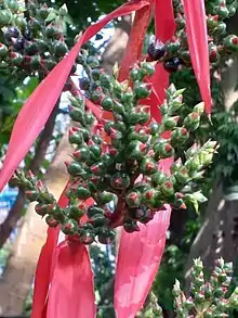 The red bracts of Aechmea bracteata.