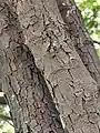 Cracked bark shape