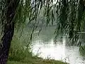 Lake within Changhong Park, 2007