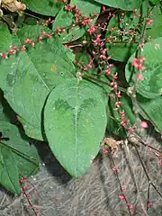 Form with marked leaves