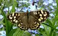 Pararge aegeria on Myosotis