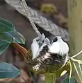 Cotton-top tamarin on Moreton Bay fig