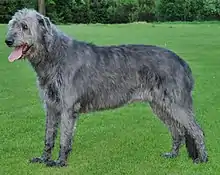 a tall long-legged hairy dog