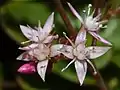 Flowers close-up