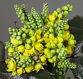 Oregon grape