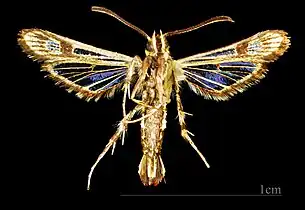 ♂  △
