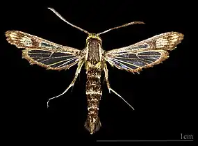 ♂