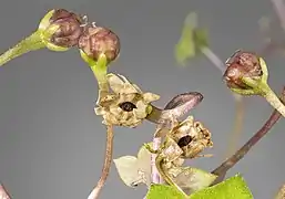 Fruits