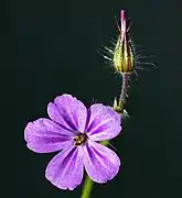 Blossom and bud